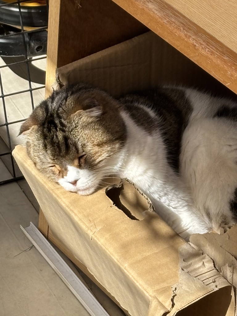 投稿写真