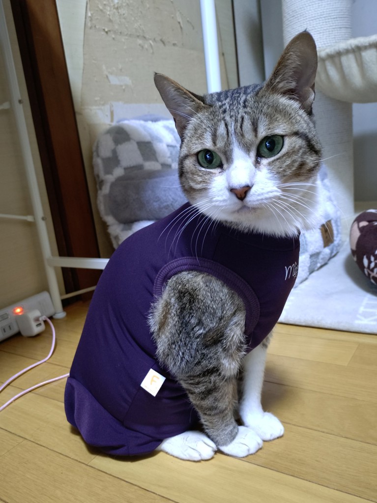 投稿写真