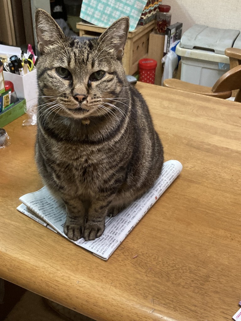 投稿写真