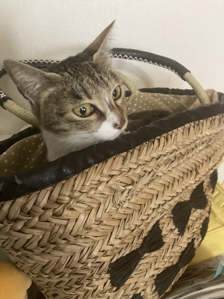 投稿写真