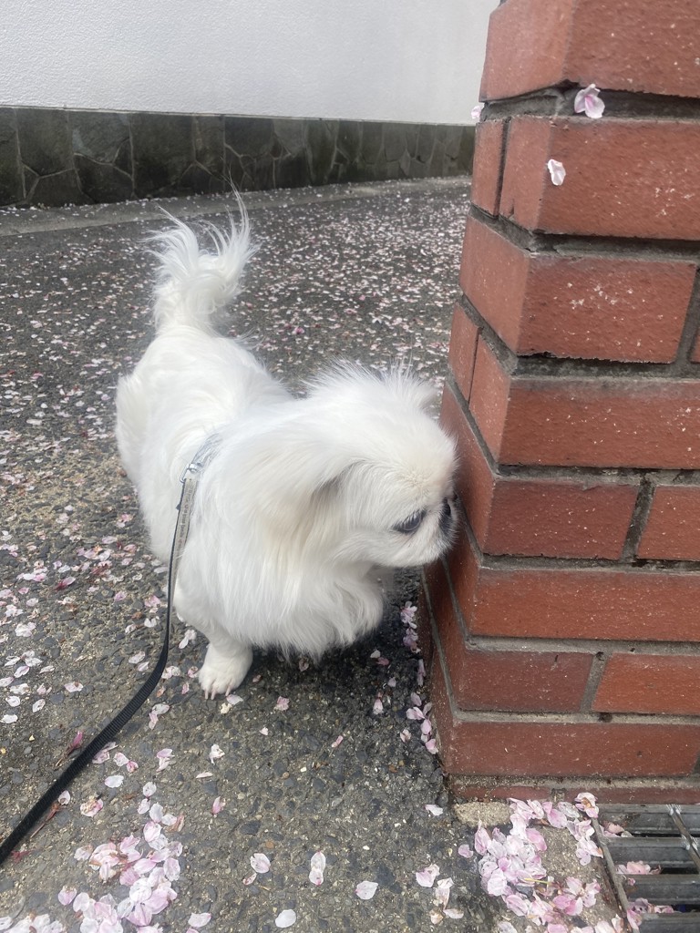投稿写真