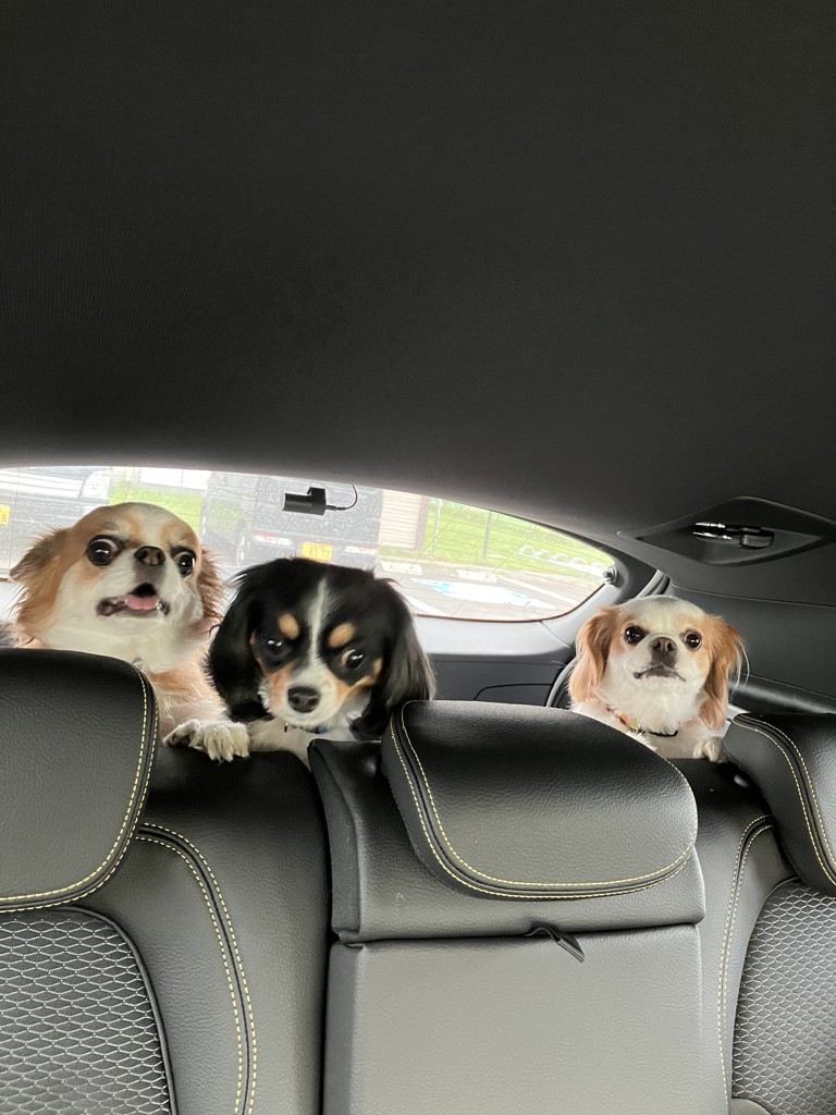 投稿写真