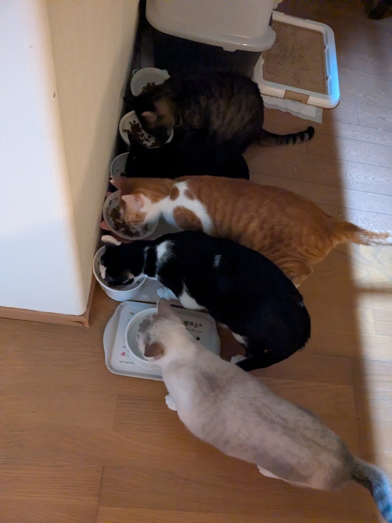 投稿写真