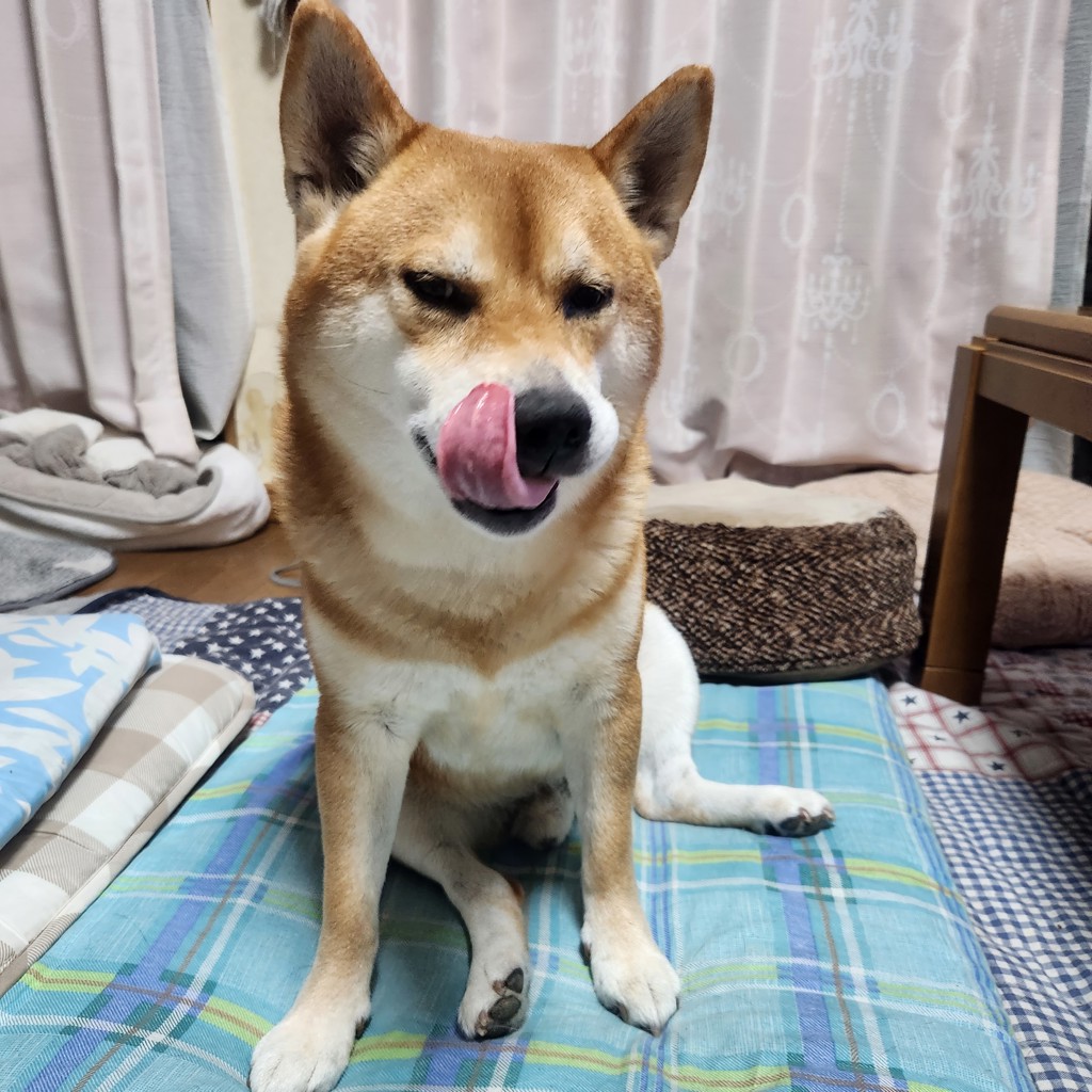 投稿写真