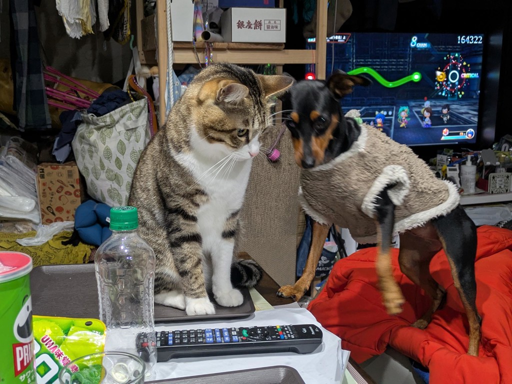 投稿写真
