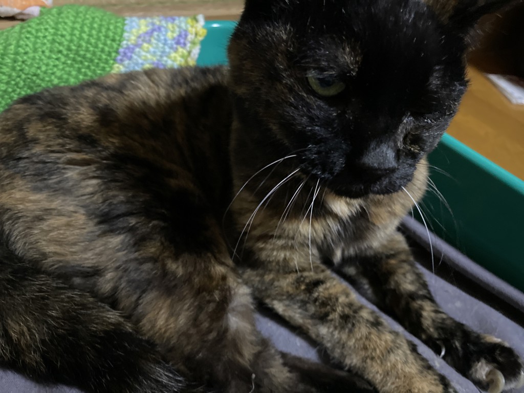 投稿写真