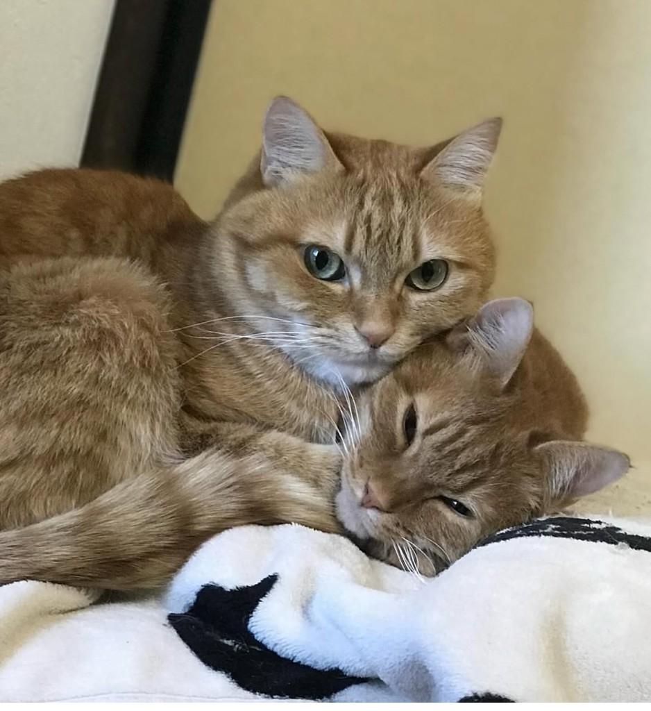 投稿写真