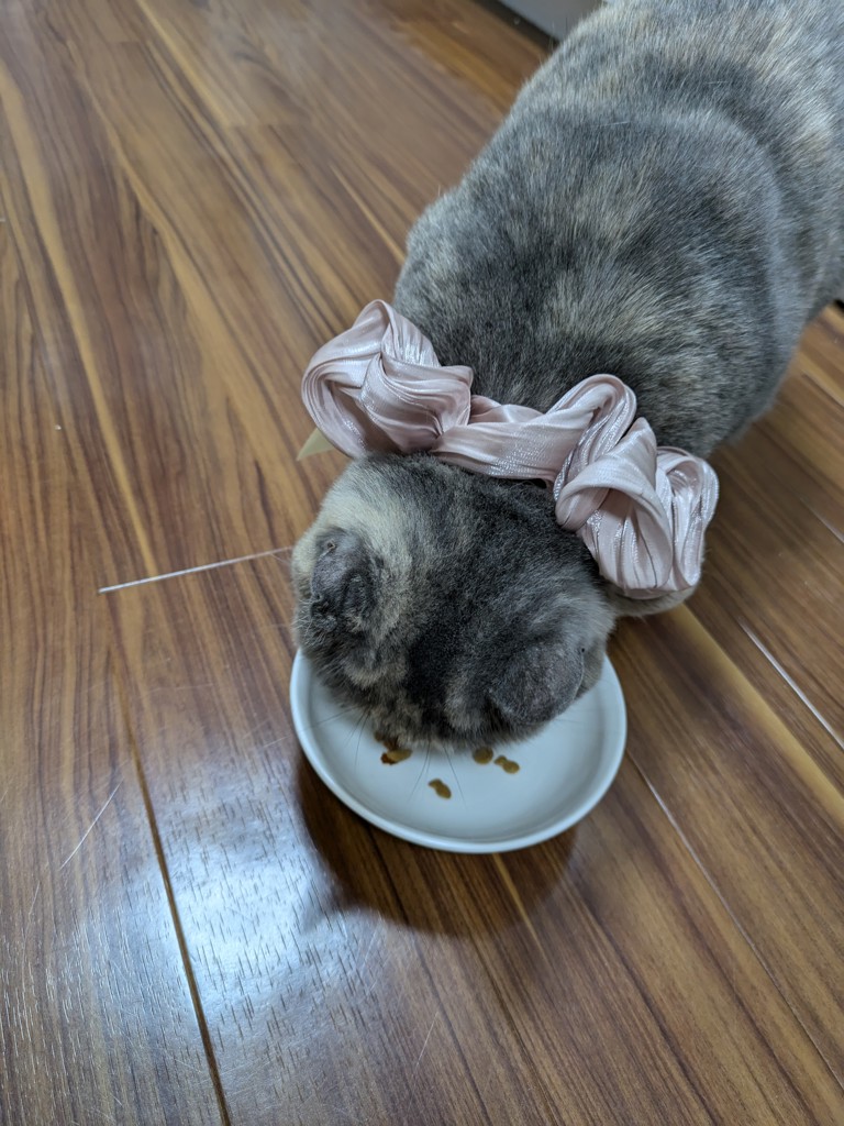 投稿写真