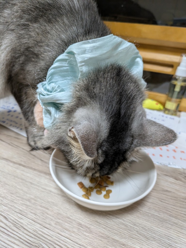 投稿写真