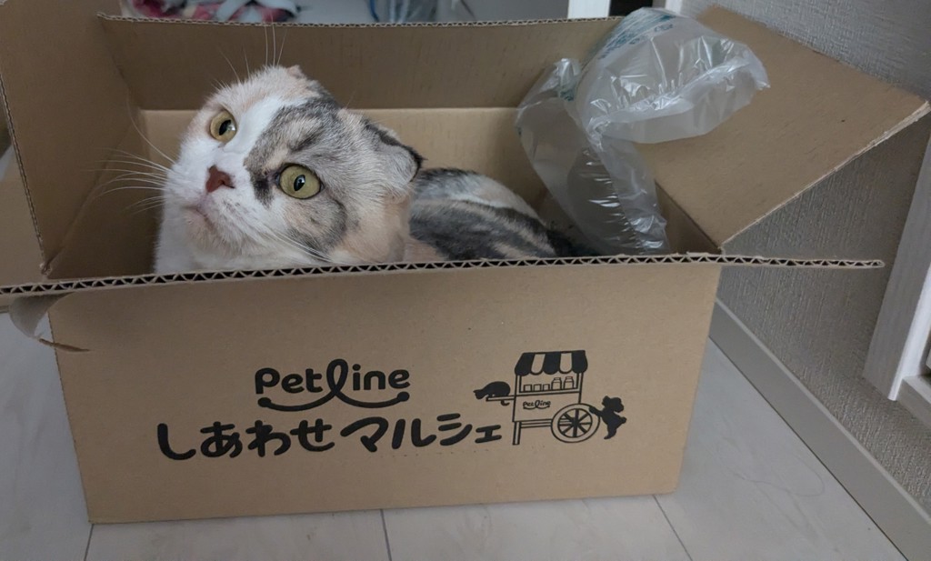 投稿写真