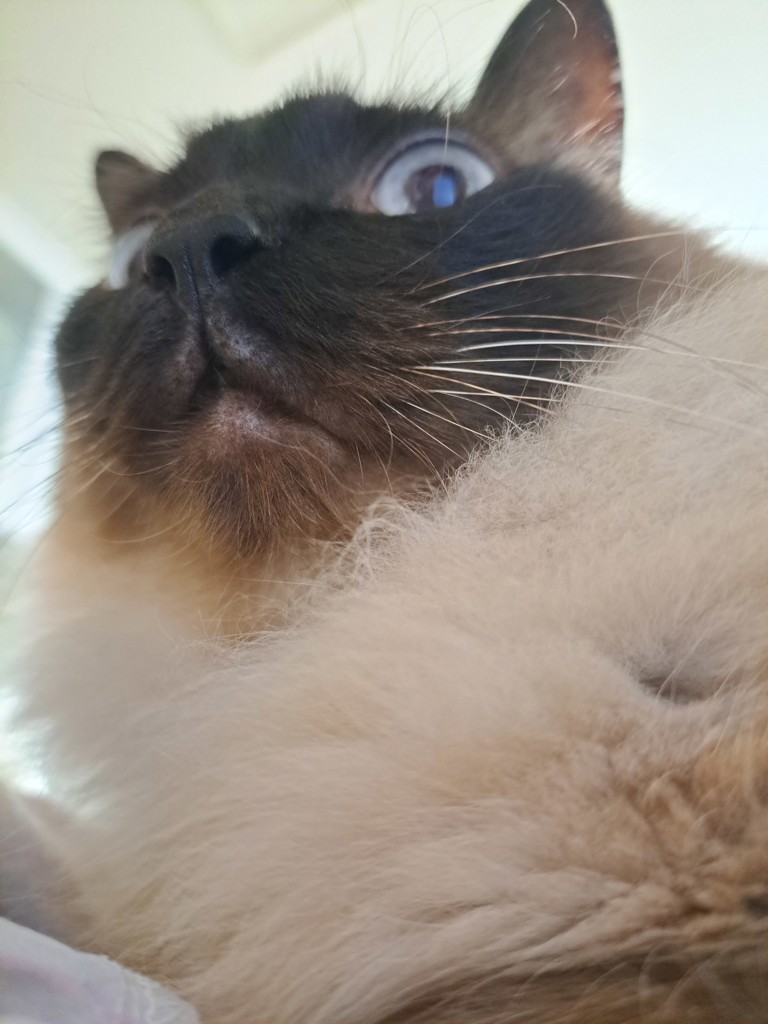 投稿写真