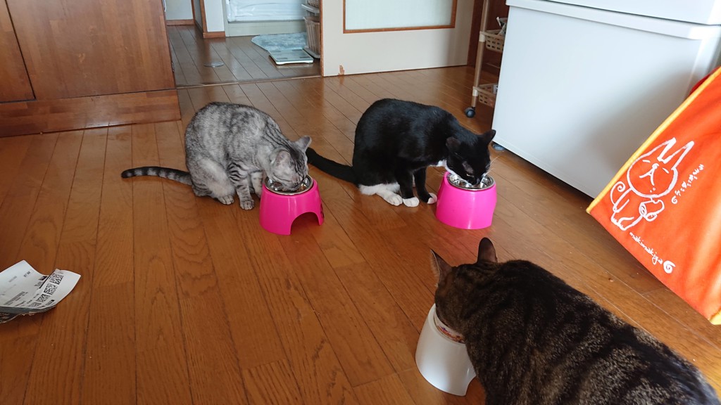 投稿写真