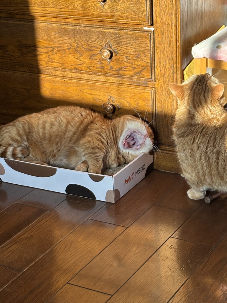 投稿写真