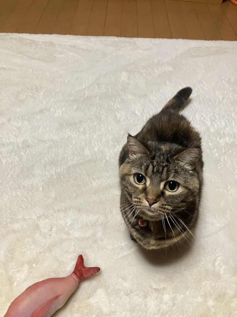 投稿写真