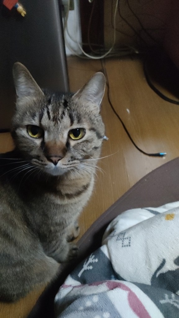 投稿写真