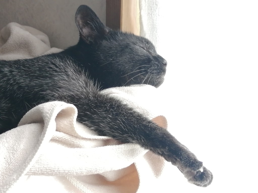 投稿写真