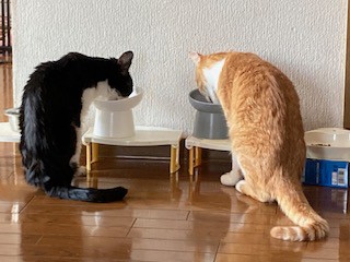 投稿写真