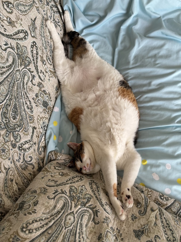 投稿写真