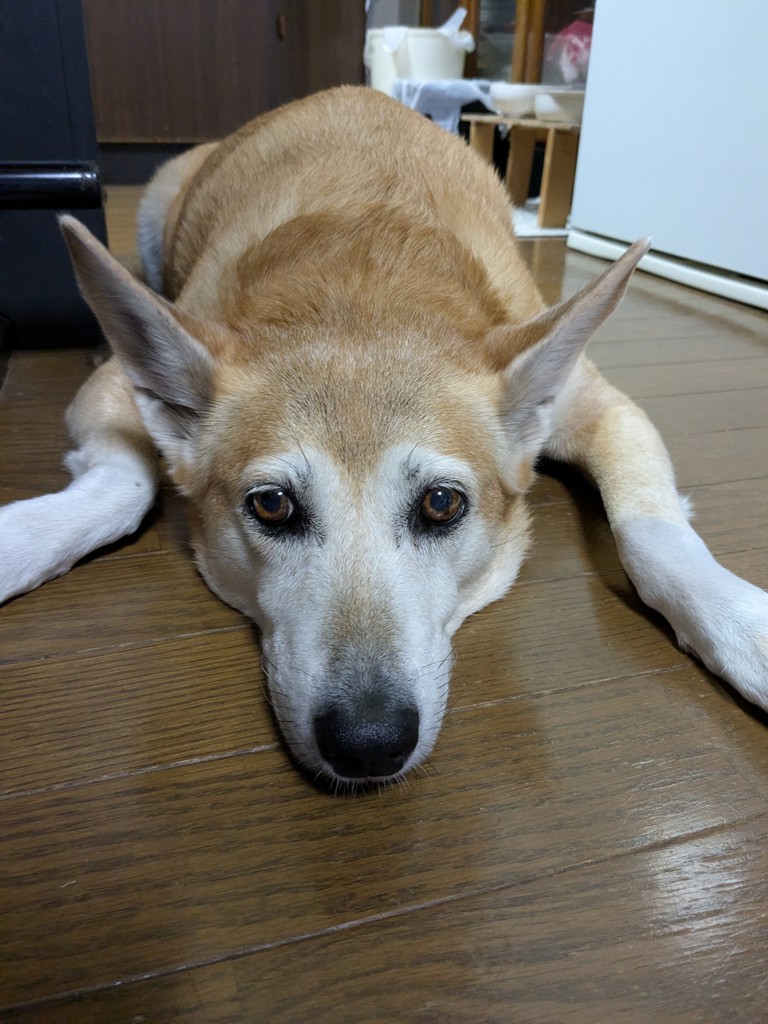 投稿写真