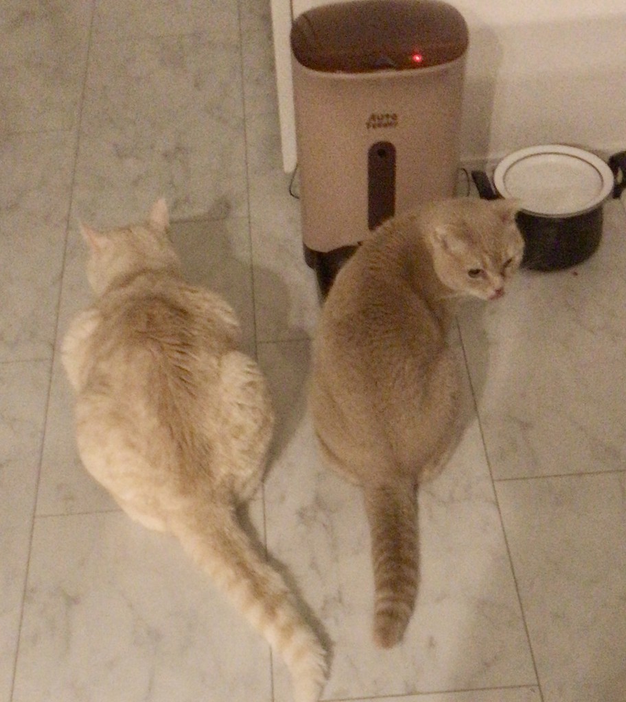 投稿写真