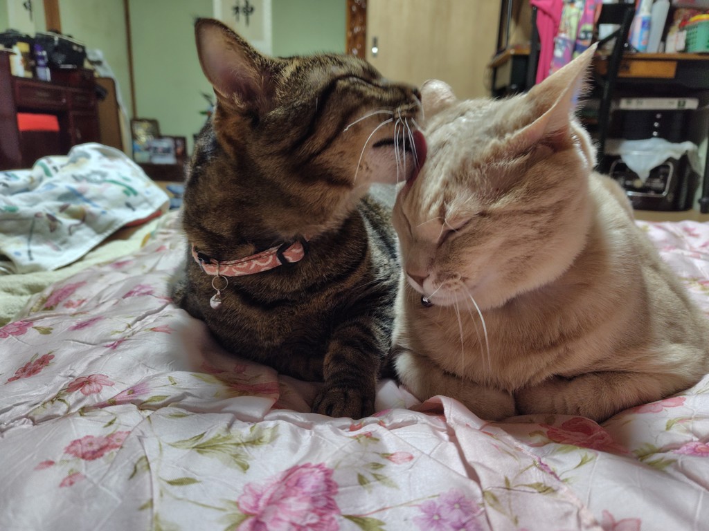 投稿写真