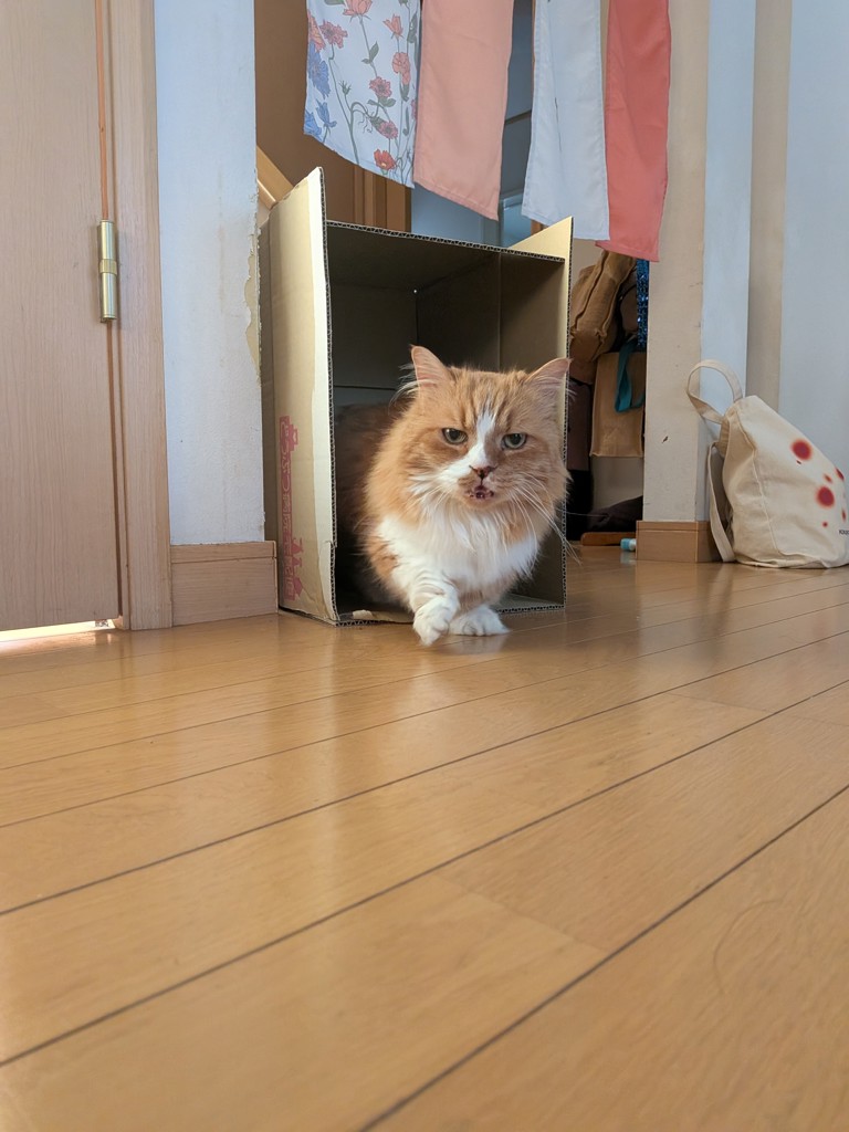 投稿写真