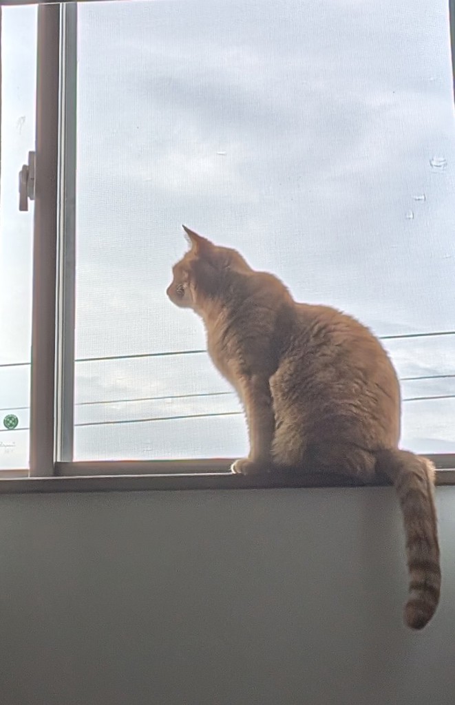 投稿写真