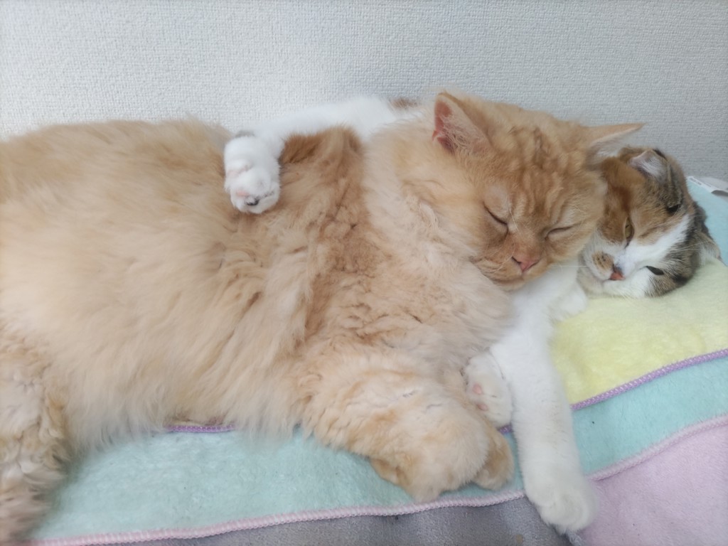 ユーザー写真