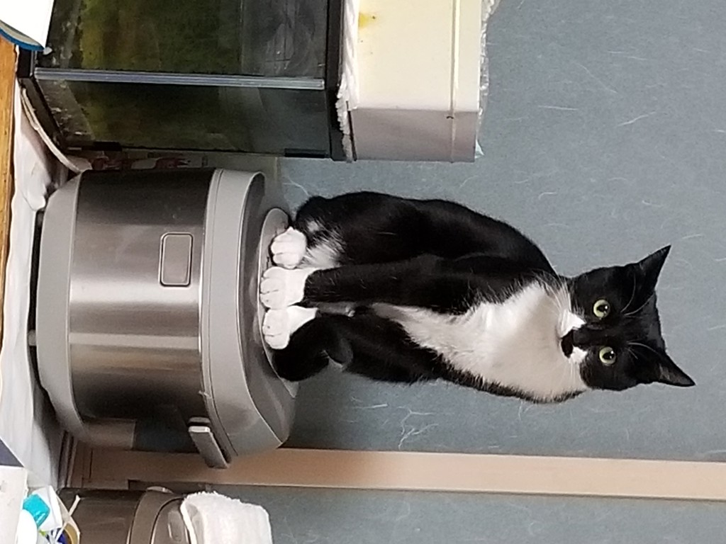 投稿写真