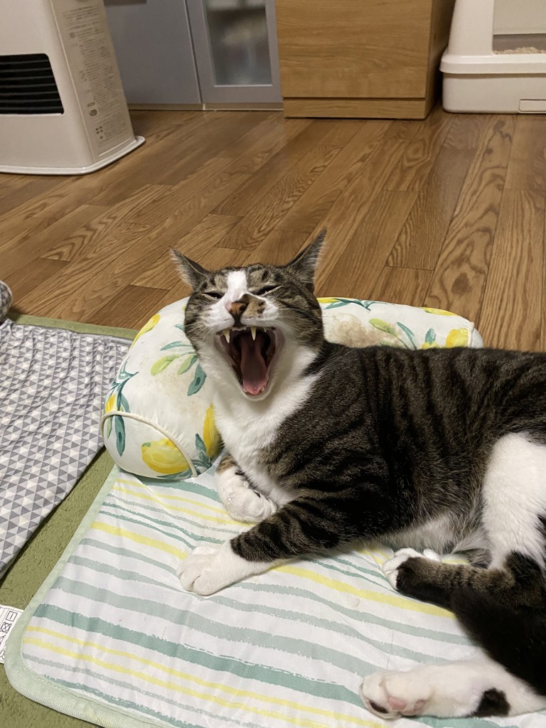 投稿写真