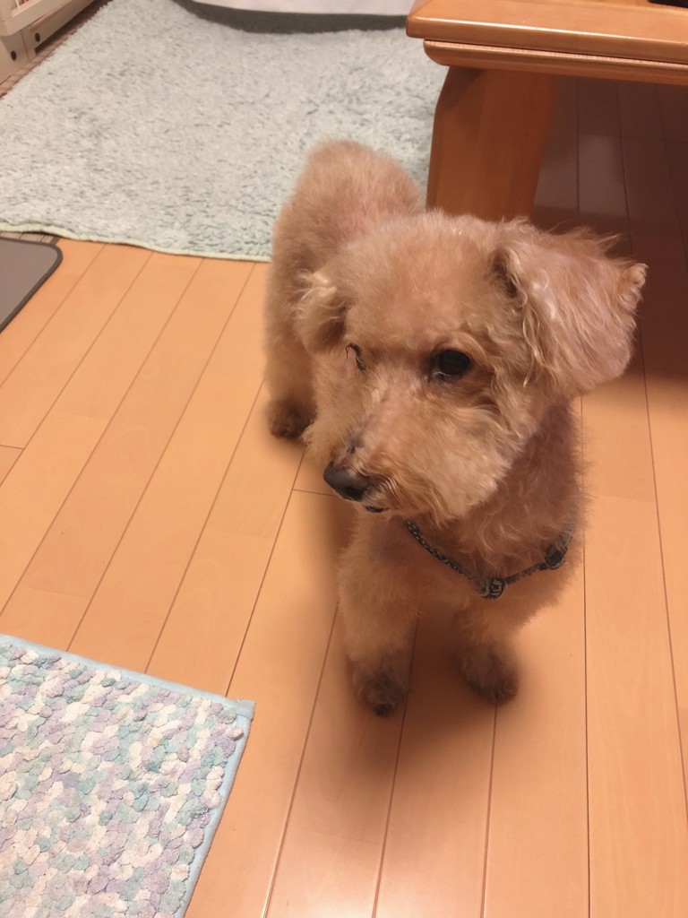 投稿写真