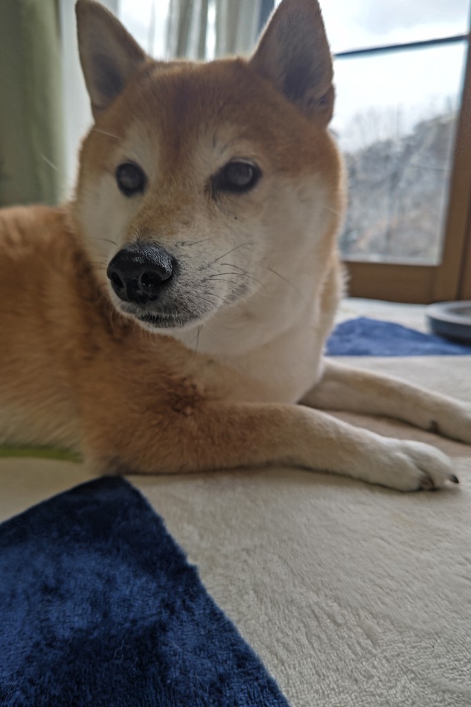 投稿写真