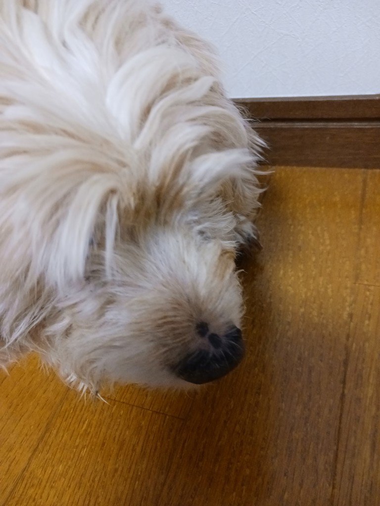 投稿写真