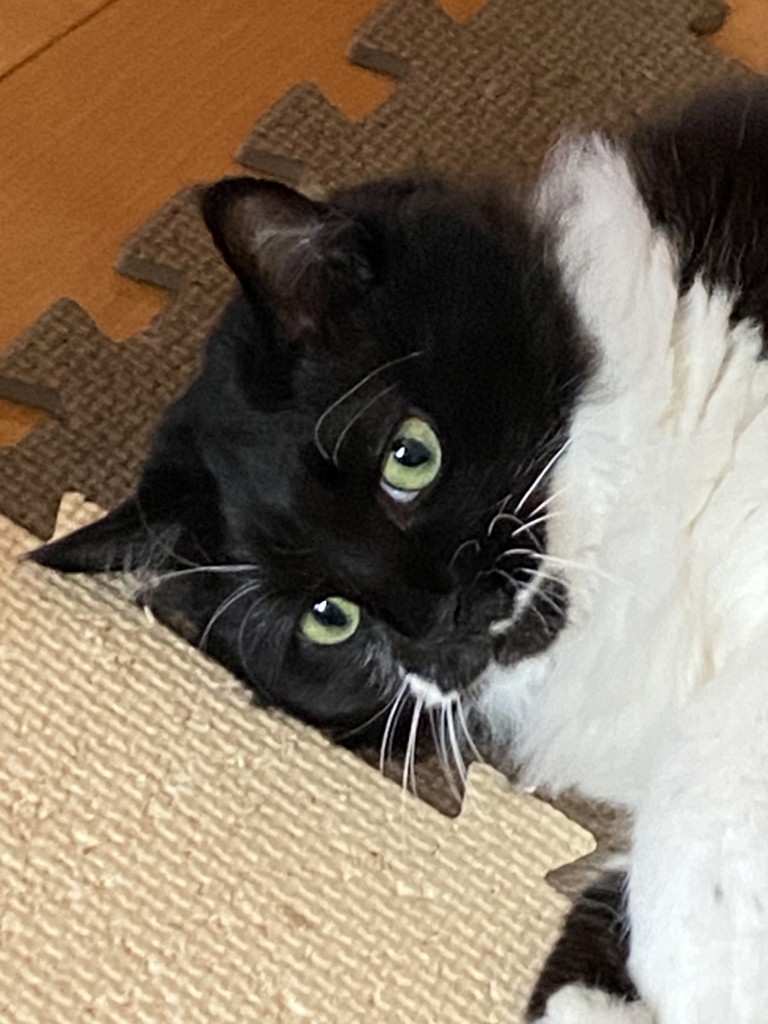 投稿写真
