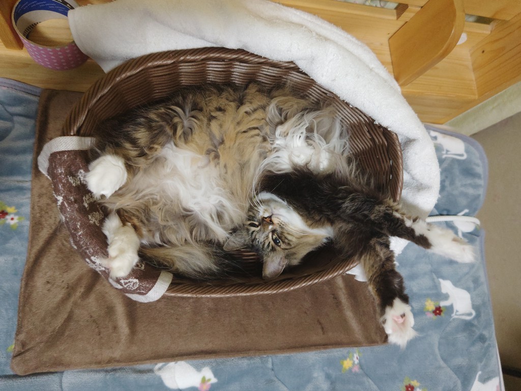 投稿写真