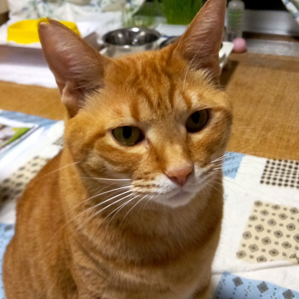 投稿写真