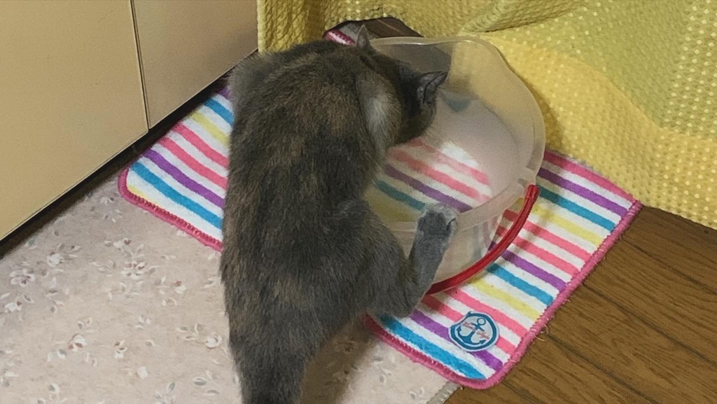 投稿写真