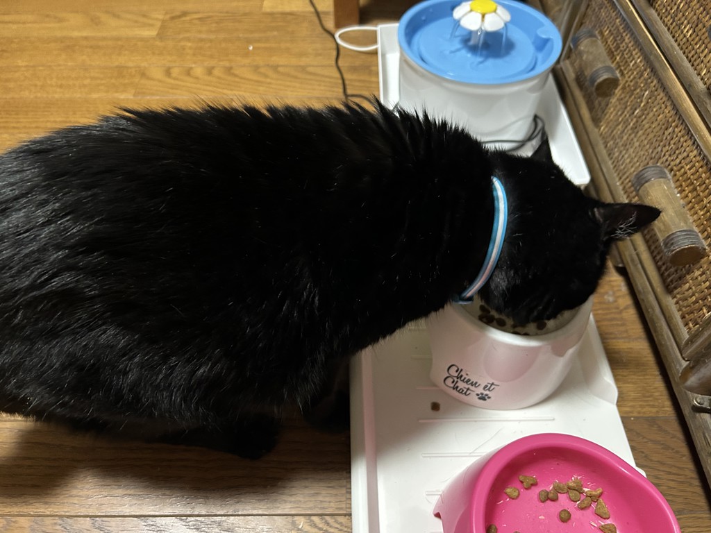 投稿写真