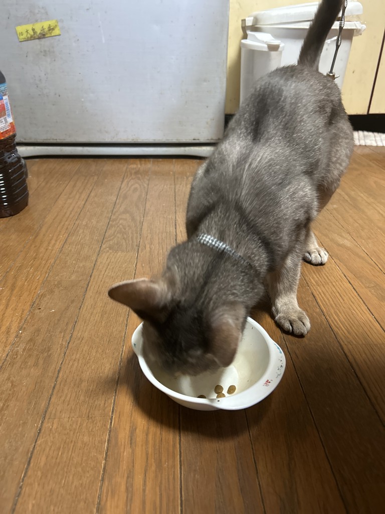 投稿写真