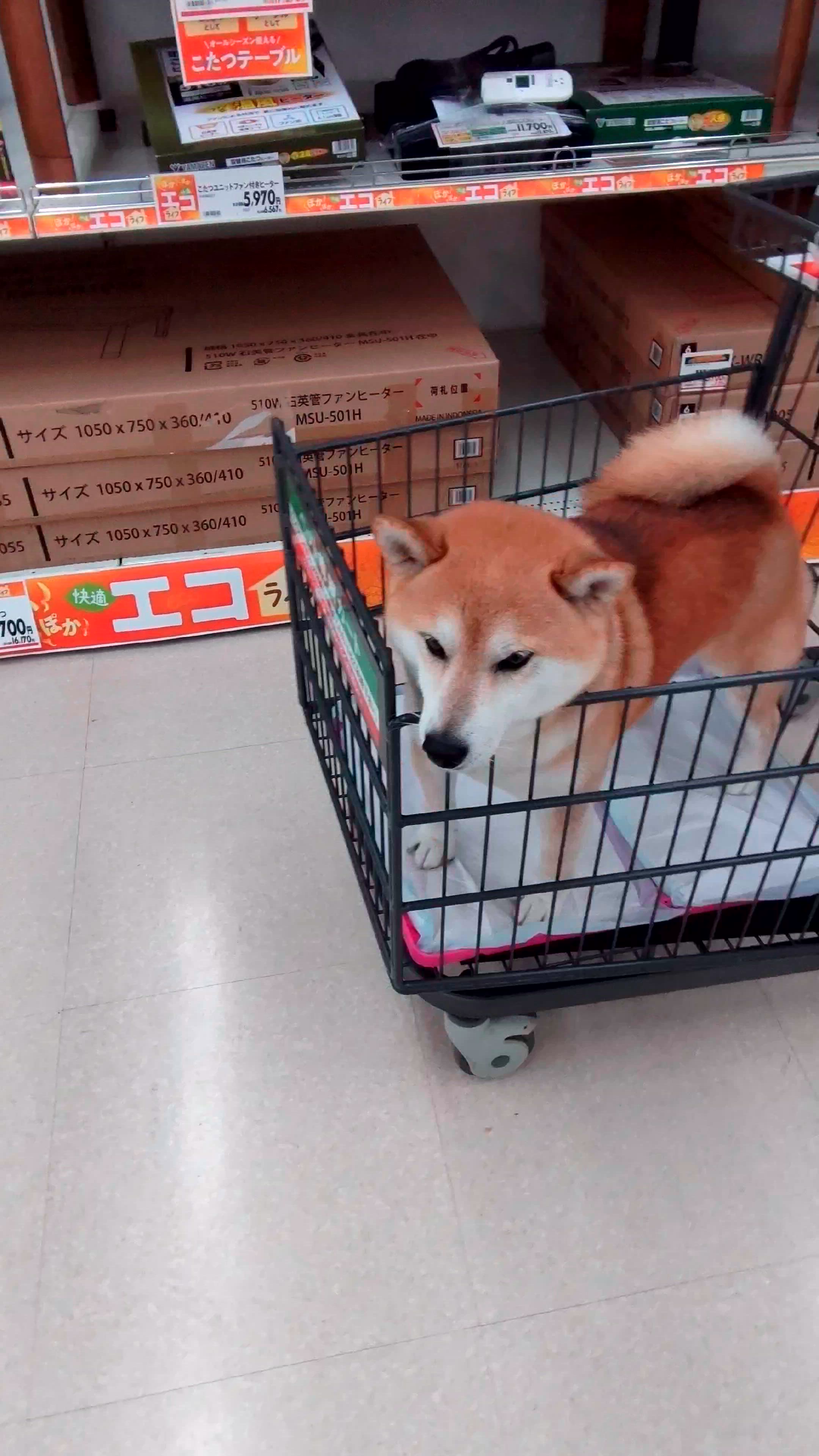 投稿写真