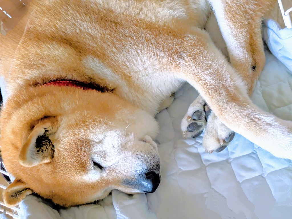 投稿写真
