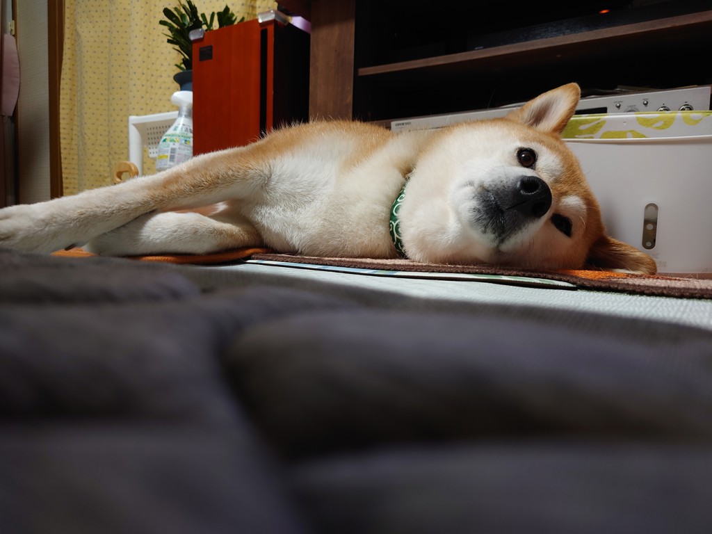 投稿写真