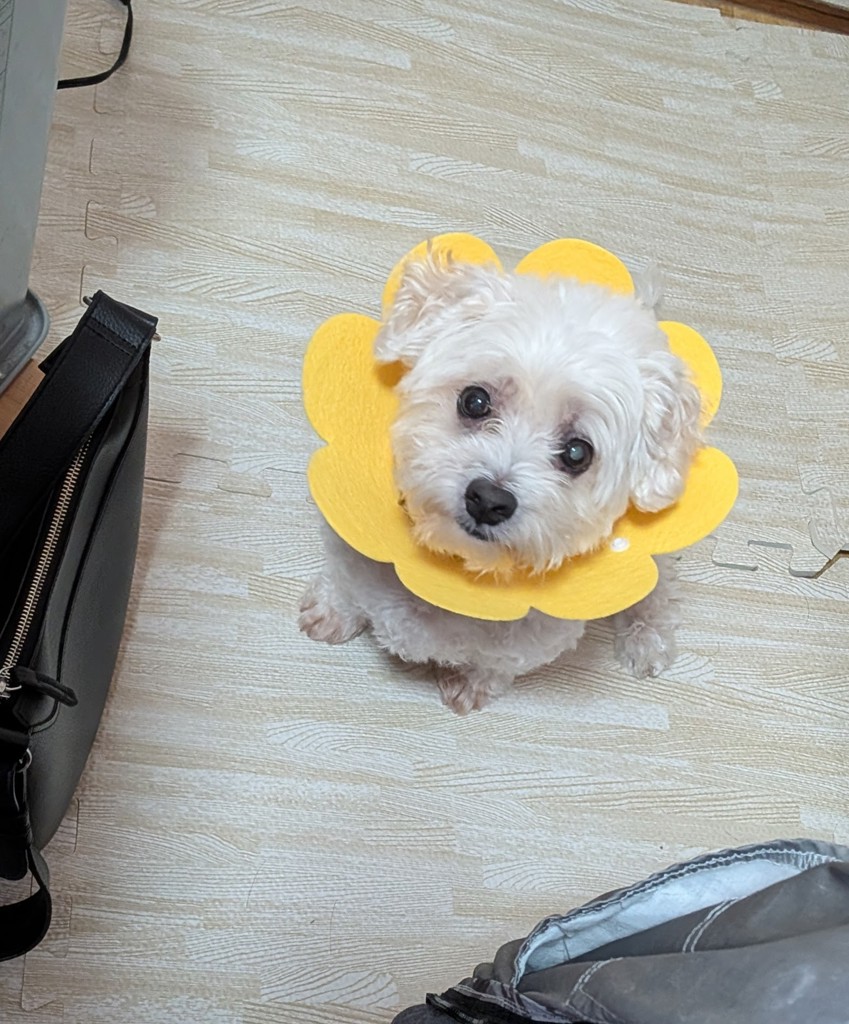 投稿写真