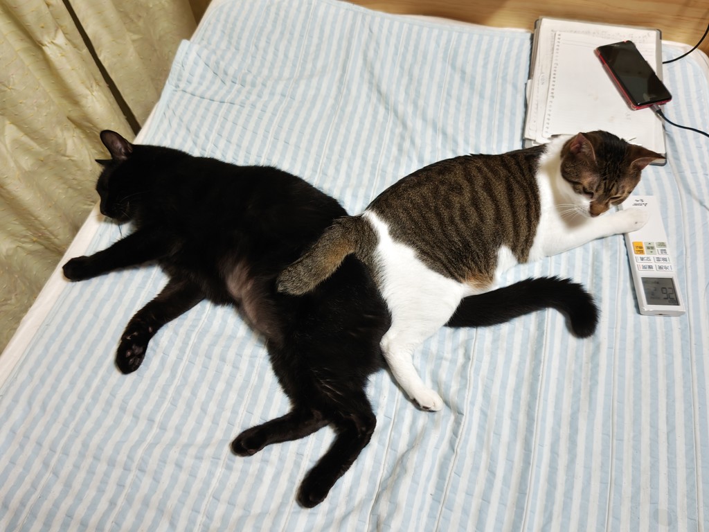 投稿写真