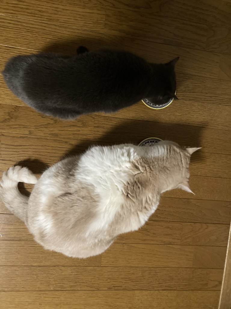 投稿写真