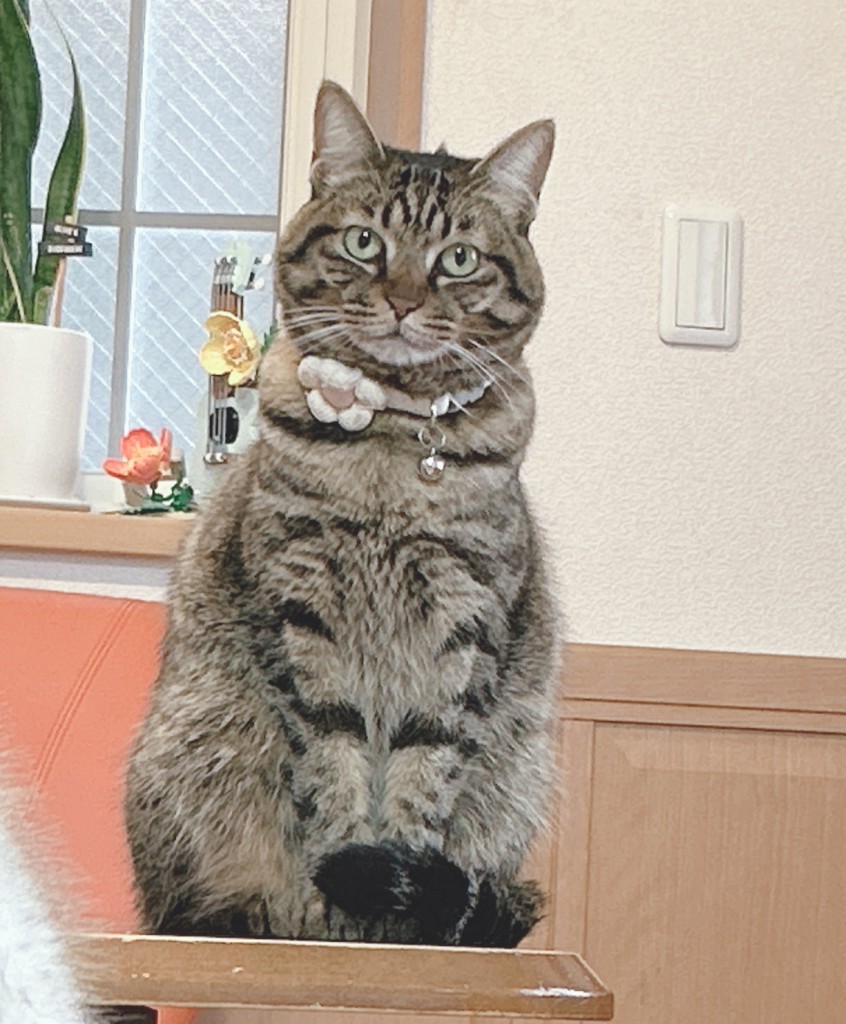 投稿写真