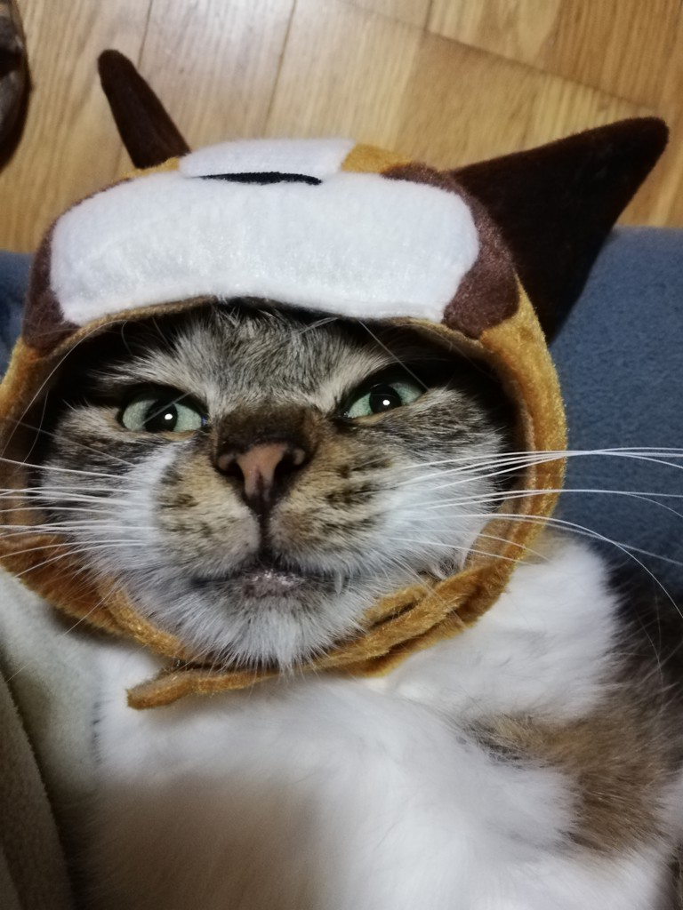 投稿写真