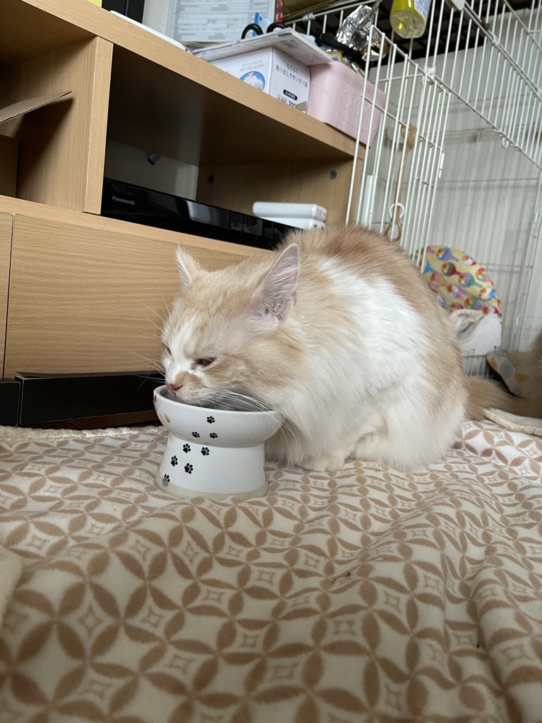 投稿写真
