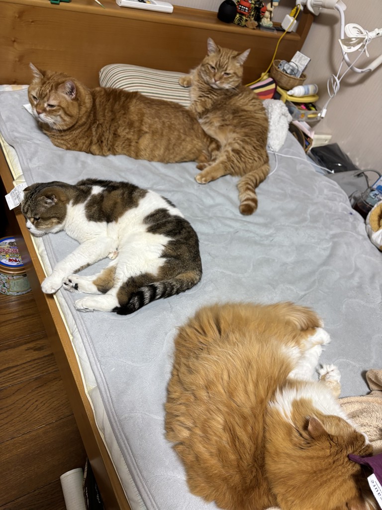 投稿写真