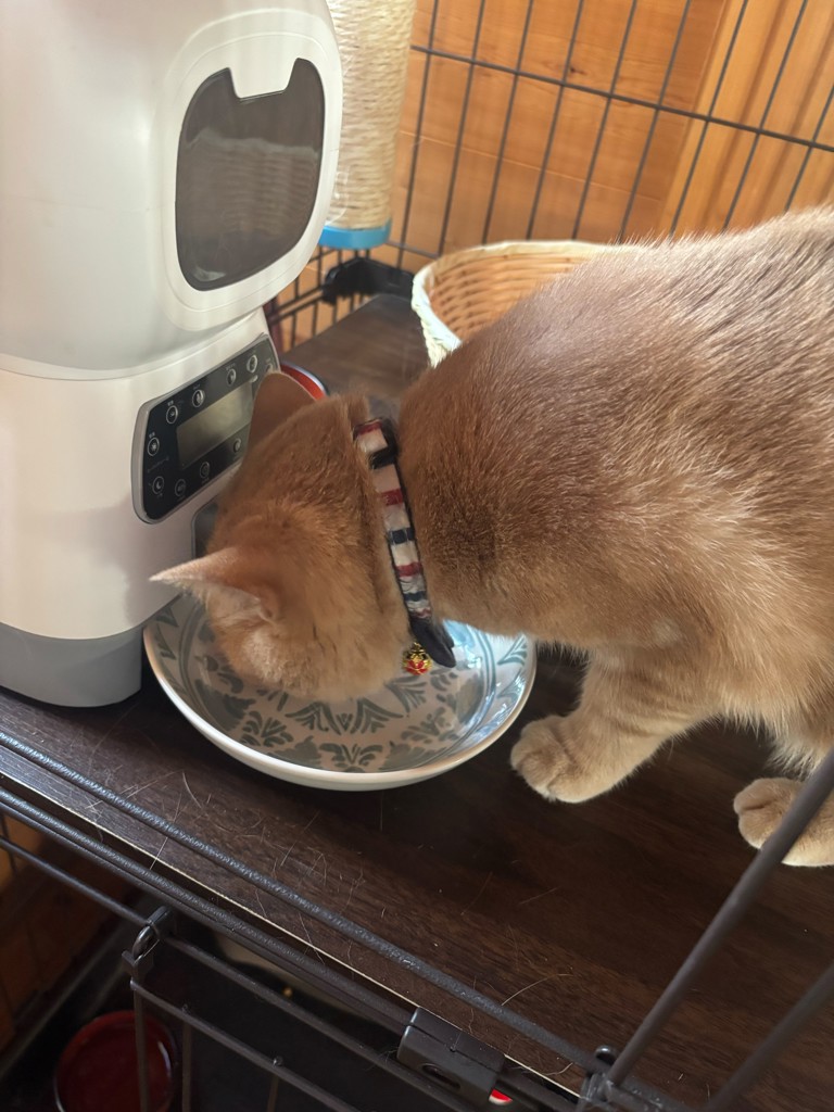 投稿写真